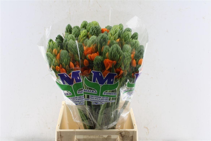 <h4>Ornithogalum Sunshine Orange</h4>