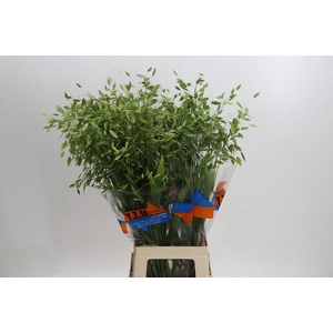 Chasmanthium Green