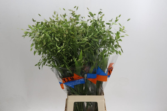 <h4>Chasmanthium Green</h4>