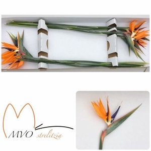 Strelitzia Reginae