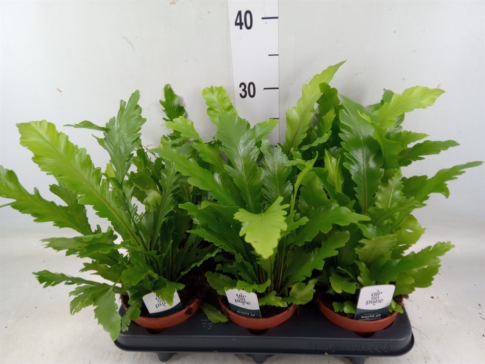 <h4>Asplenium nidus 'Campio'</h4>