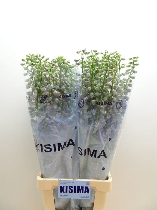 <h4>Delph Guardian Lavender Kisima</h4>