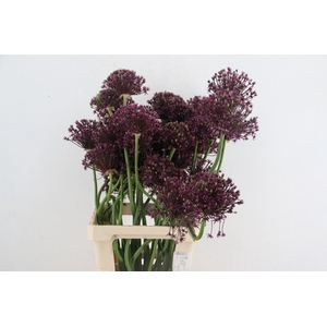 ALLIUM MIAMI