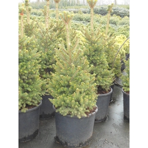 Picea ab. Will's Zwerg