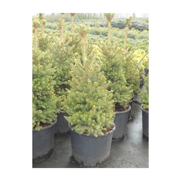 <h4>Picea ab. Will's Zwerg</h4>