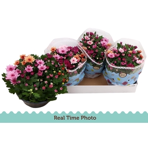 CHRYS MO AUB GEM POT