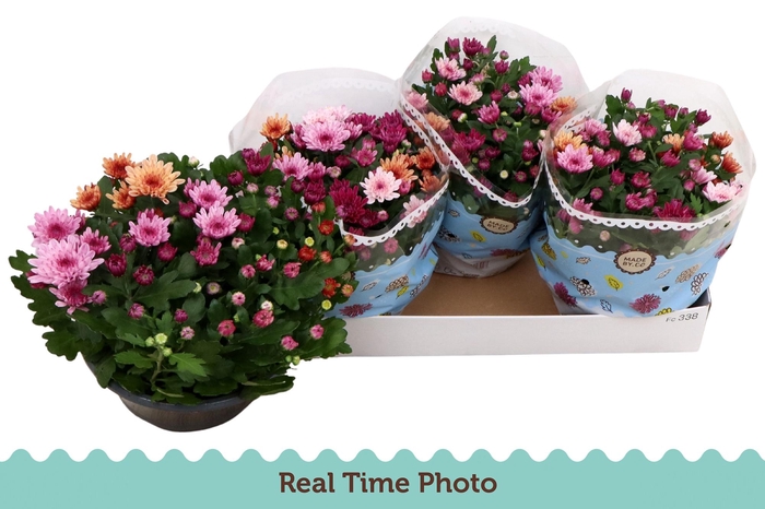 <h4>CHRYS MO AUB GEM POT</h4>