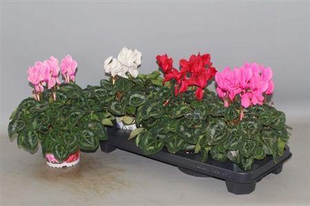 <h4>Cycl Gr Sup Xl Gem</h4>