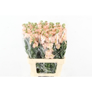 MATTHIOLA IRON APRICOT