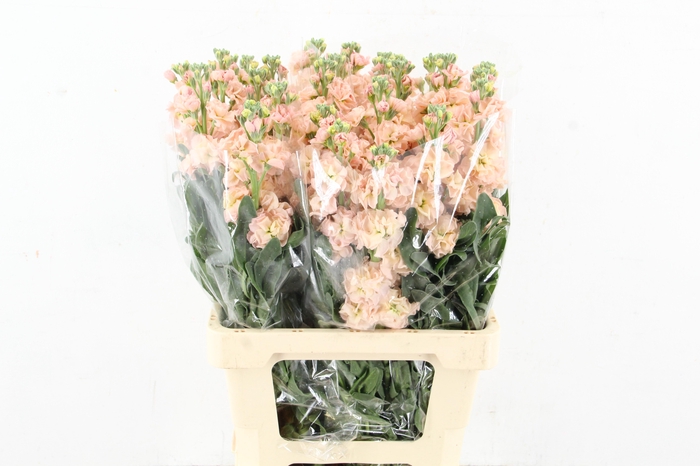 <h4>MATTHIOLA IRON APRICOT</h4>