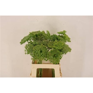 Ammi Vis Green Mist