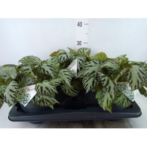 Begonia BD  'Silver Jewell'