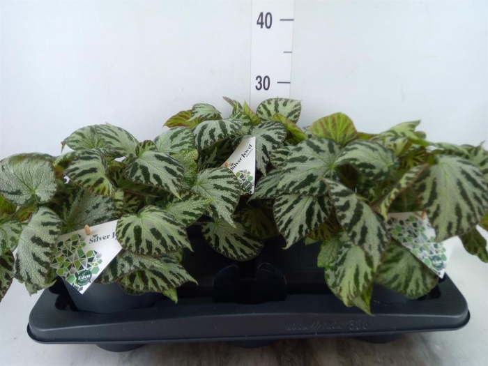 <h4>Begonia BD  'Silver Jewell'</h4>