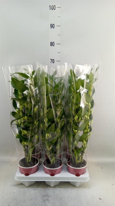 <h4>Dendrobium nob. 'StarCla Apollon'</h4>