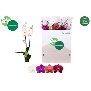 PHAL GEM 4 KL