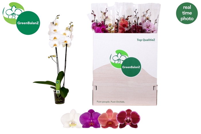 <h4>PHAL GEM 4 KL</h4>