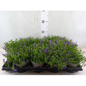 Campanula porten.
