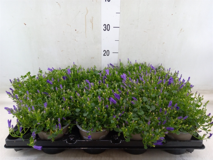 <h4>Campanula porten.</h4>