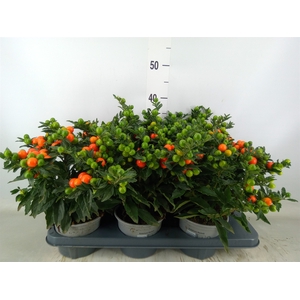 Solanum pseudocapsicum 'Bartoli'