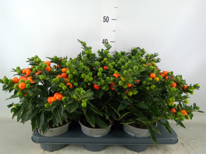 <h4>Solanum pseudocapsicum 'Bartoli'</h4>