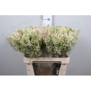 Syr Hy Maidens Blush 4+