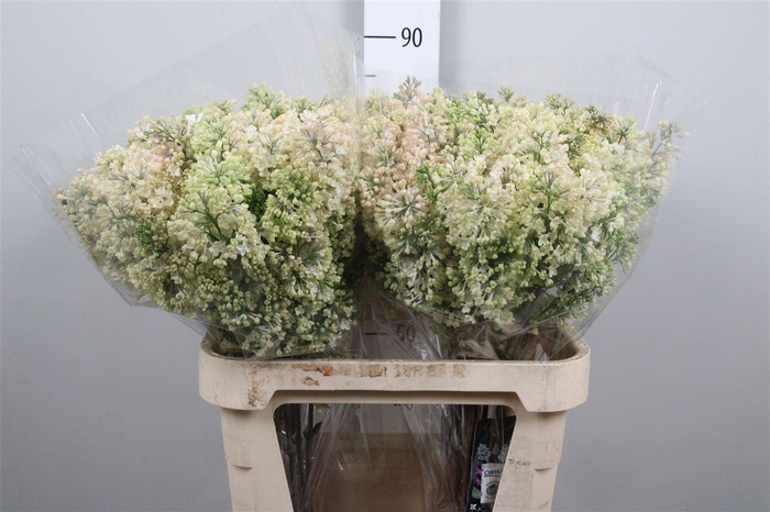 <h4>Syr Hy Maidens Blush 4+</h4>