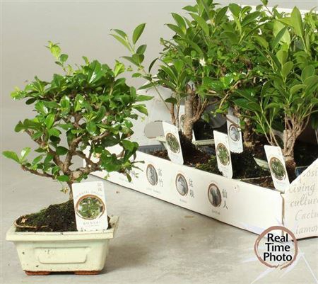<h4>Bonsai Gem</h4>