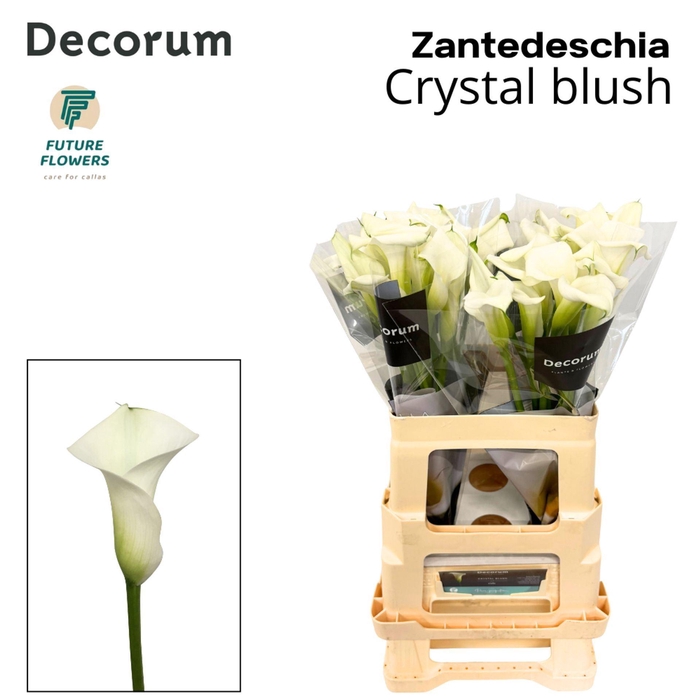 <h4>CALLA  'CRYSTAL BLUSH'</h4>