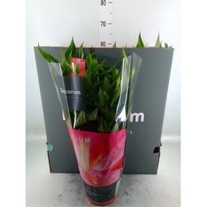 Lilium ori.  'Reeleeze'