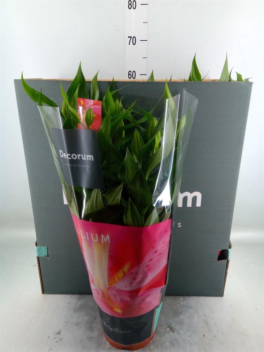 <h4>Lilium ori.  'Reeleeze'</h4>