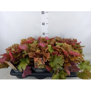 Heuchera   ...