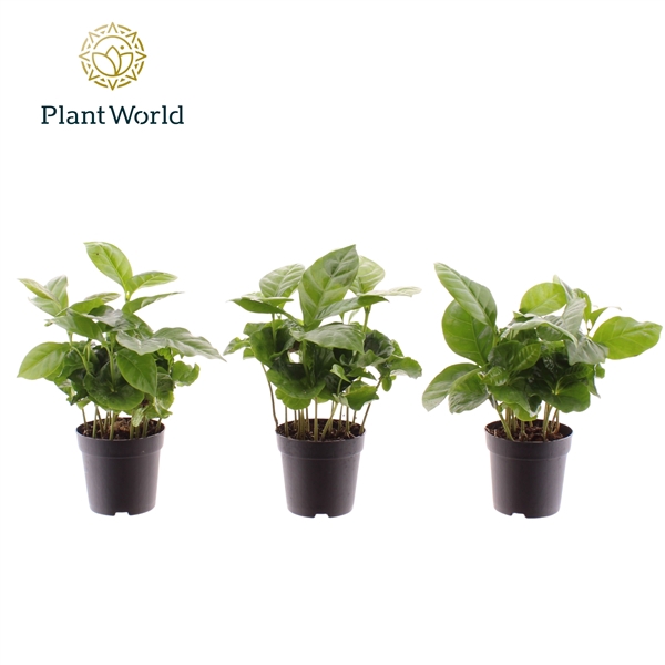 <h4>Coffea Arabica</h4>