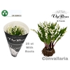 CONVALLARIA MAJALUS x25