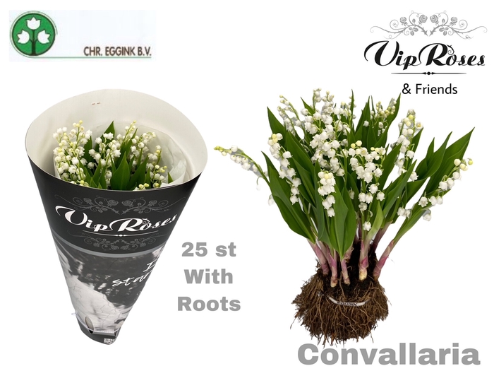 <h4>CONVALLARIA MAJALUS x20</h4>