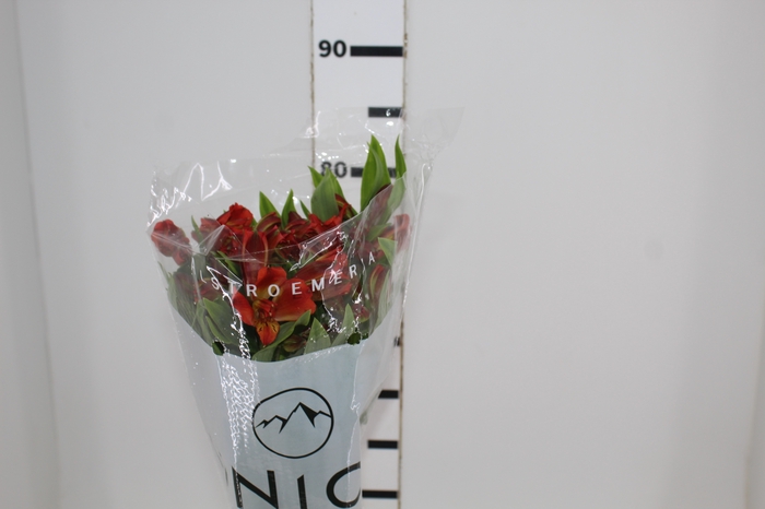 <h4>ALSTROEMERIA CINNAMON 080 CM</h4>