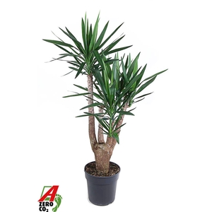 Yucca