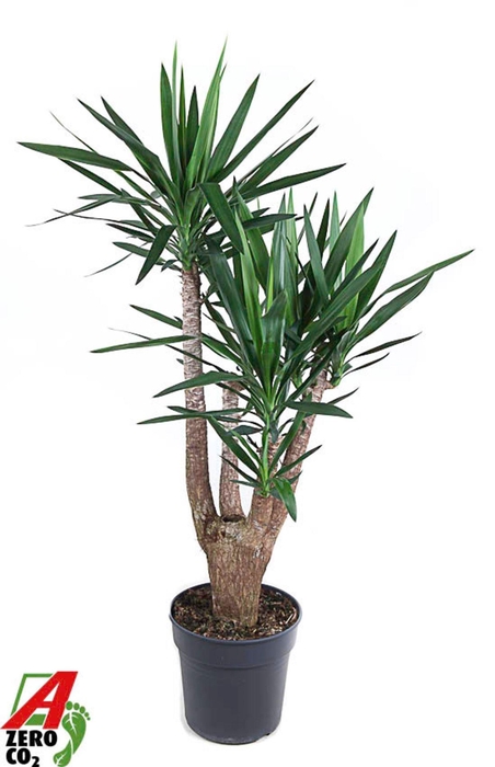 <h4>Yucca</h4>