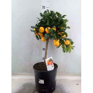 Citrus   ...