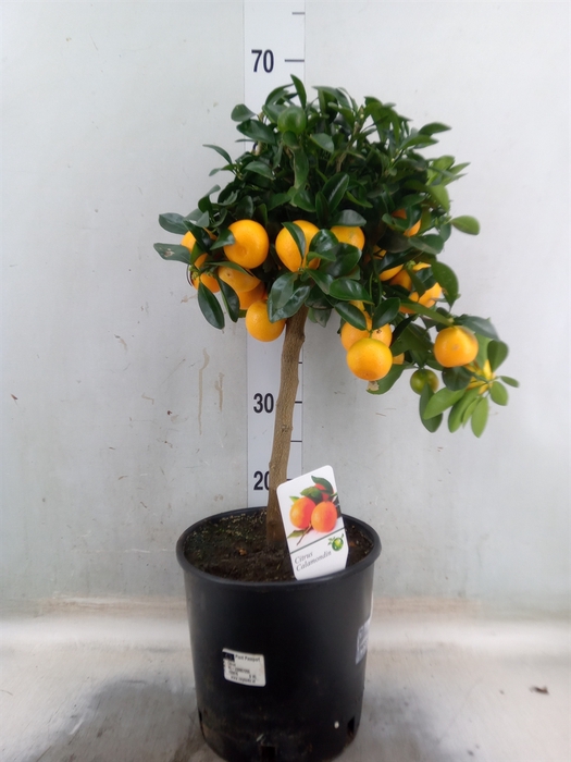 <h4>Citrus   ...</h4>