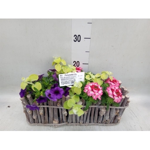 Arr.   Perkplanten L%