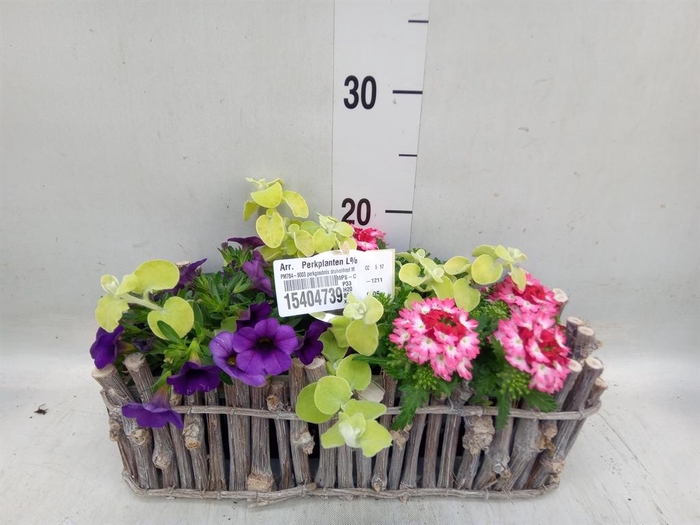 <h4>Arr.   Perkplanten L%</h4>