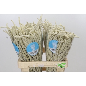 Amaranthus livid. 'Yearming Desert'