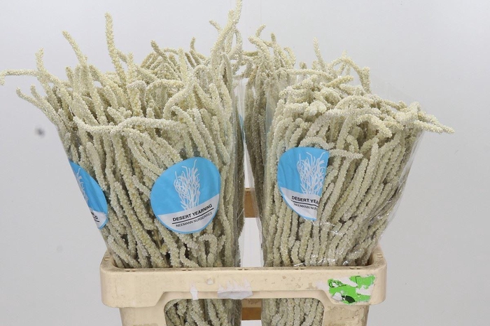 <h4>Amaranthus livid. 'Yearming Desert'</h4>