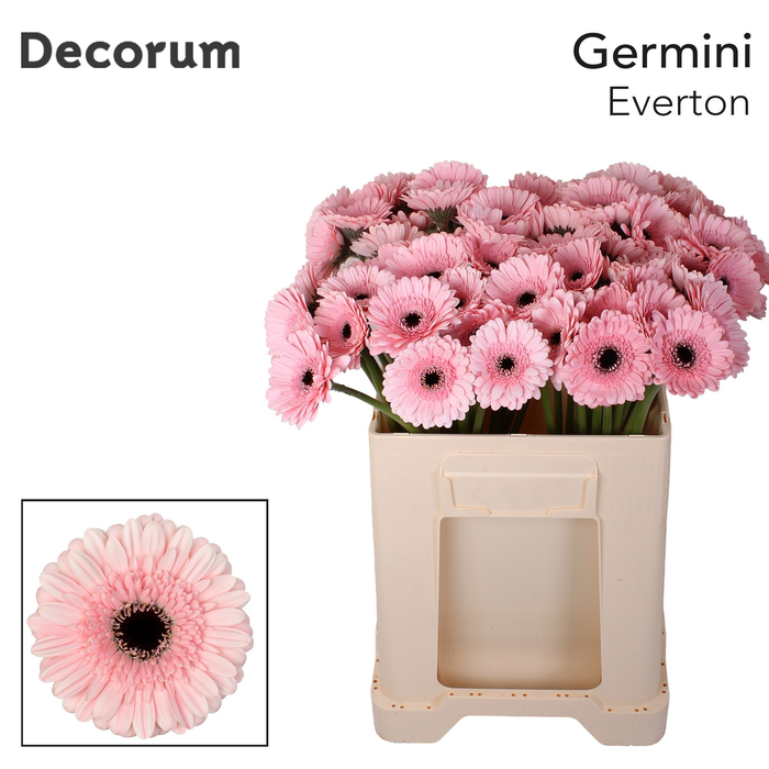 <h4>Germini Everton Water/Hoes x80</h4>