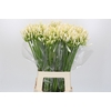 Agapanthus EYFORI White