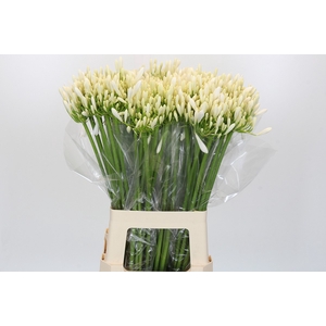 Agapanthus EYFORI White