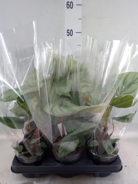 <h4>Philodendron   ...</h4>