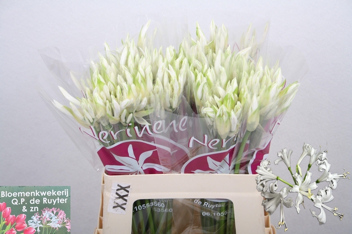 <h4>NE BO BIANCA PERLA</h4>