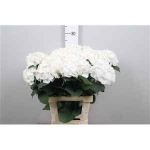 Hydr M Cr Pal White Vertakt 4/5