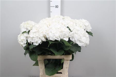 <h4>Hydr M Cr Pal White Vertakt 4/5</h4>